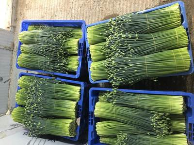 钦北区军优农业种植专业合作社 优质食用农产品零售的领航者