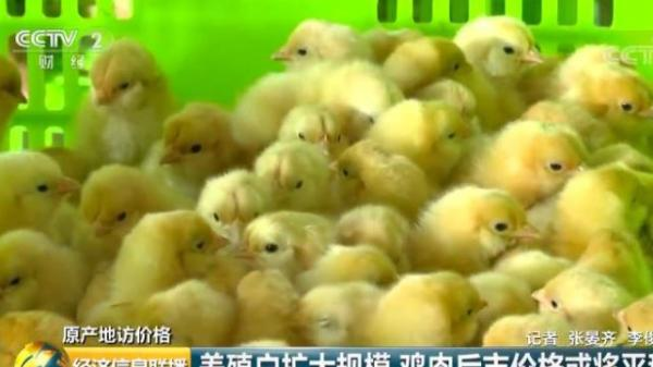 还能愉快“吃鸡”吗？央视记者调查 清远鸡零售价上涨3成，食用农产品零售市场异动