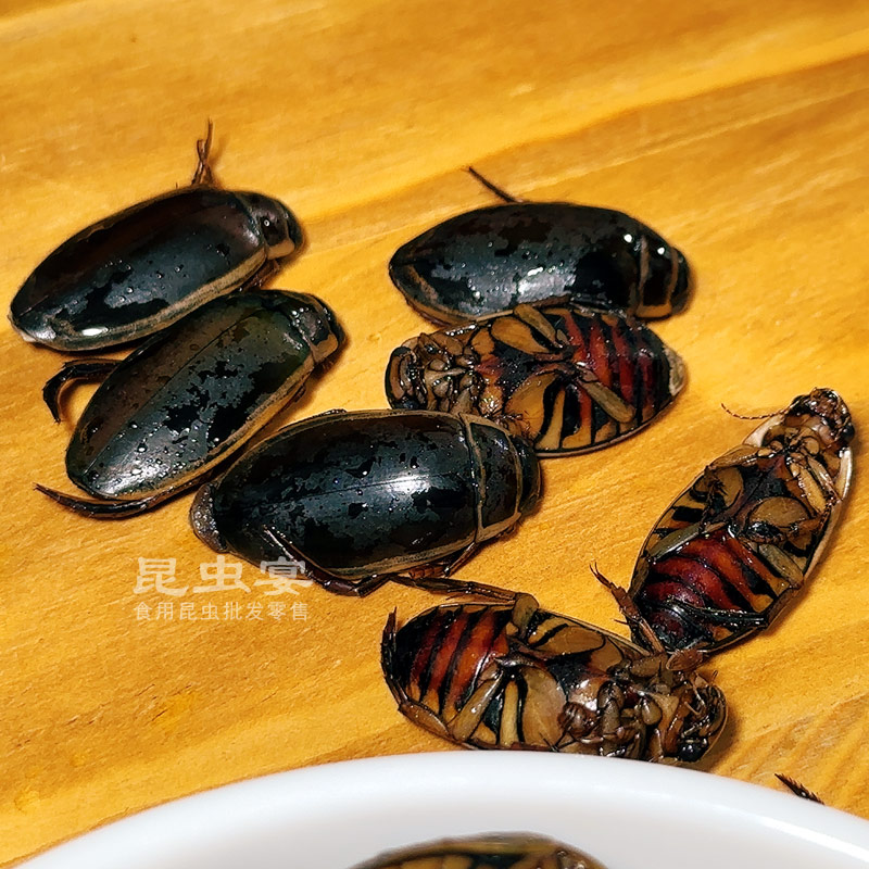 东北特色食用昆虫 花肚金边小龙虱的独特魅力