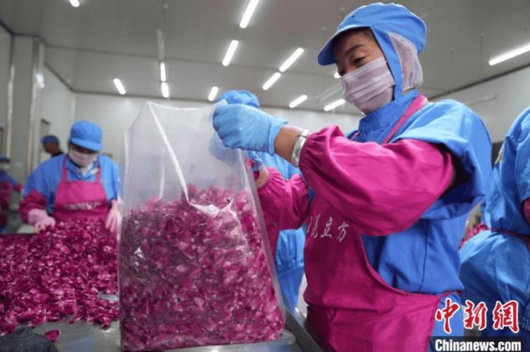 图为昆明市安宁宏润食用玫瑰专业合作社的现代化厂房里,工人在工厂